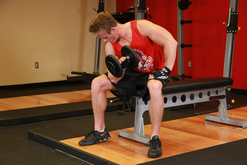 Concentration Curl: Ending position
